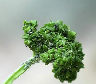 Blattläuse an Möhren