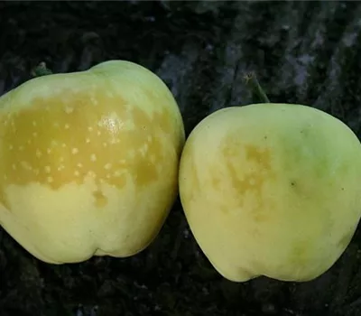 Glasigkeit des Apfels