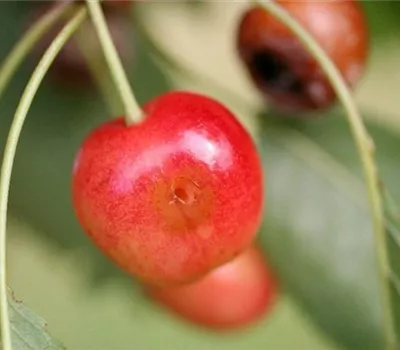 Kirschfruchtfliege