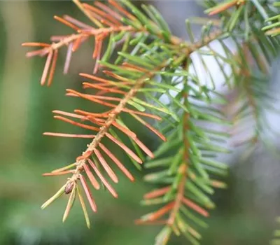 Nadelverfärbungen und Nadelfall