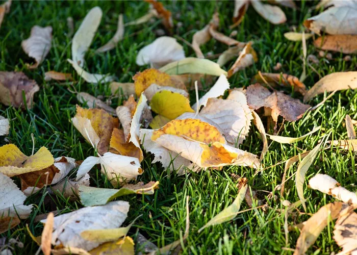Rasenpflege im Winter - Das neue Gartenjahr startet grün Rasenpflege im Winter - Das neue Gartenjahr startet grün