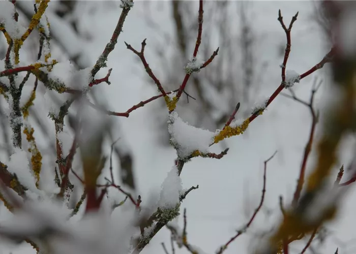 Winterschutz für Pflanzen – So geht´s gesund durch den Winter Winterschutz für Pflanzen – So geht´s gesund durch den Winter