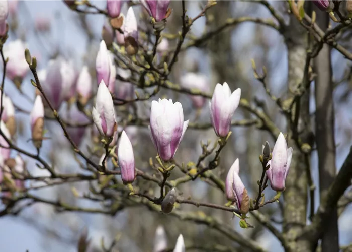Die Magnolie – Blütenzauber im Frühling