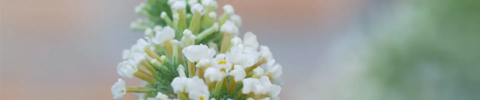 Sommerflieder - Einpflanzen im Garten (thumbnail).jpg Sommerflieder - Einpflanzen im Garten (thumbnail).jpg