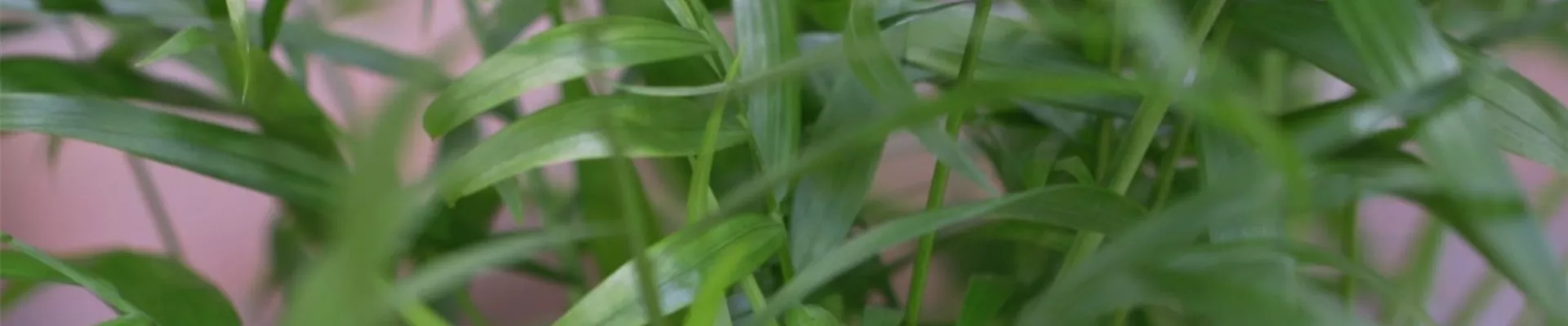 Mexikanische Bergpalme - Umtopfen (thumbnail).jpg Mexikanische Bergpalme - Umtopfen (thumbnail).jpg